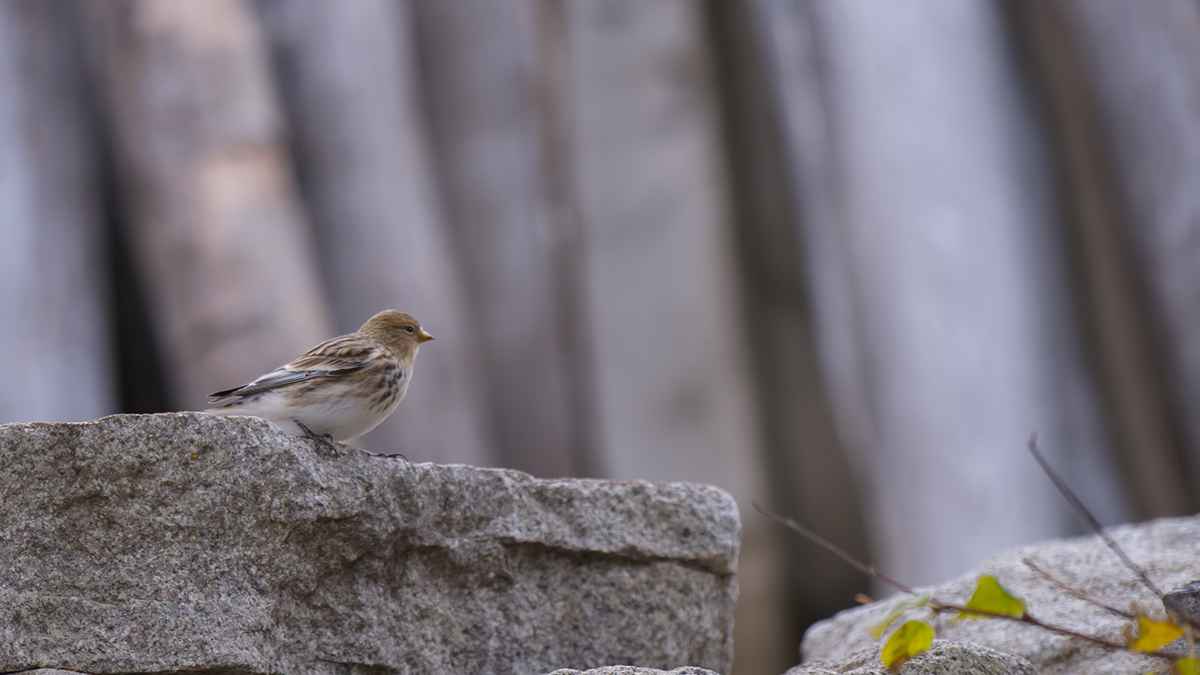 Twite